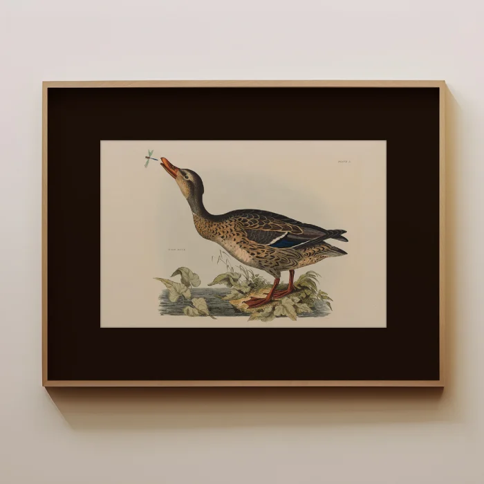 wild duck poster خرید تابلو طرح اردک وحشی